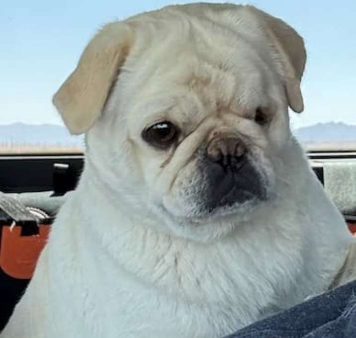 Photo of Elsa