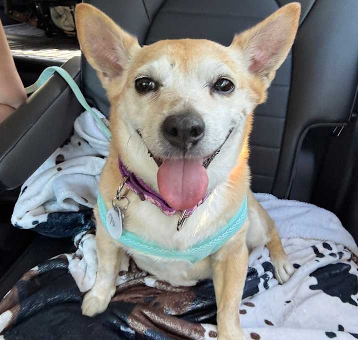 Photo of Twinkie