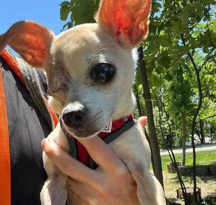 Photo of Peanut