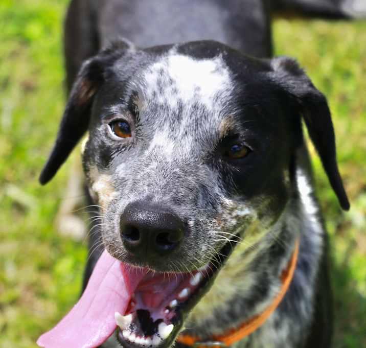 Photo of BLUE
