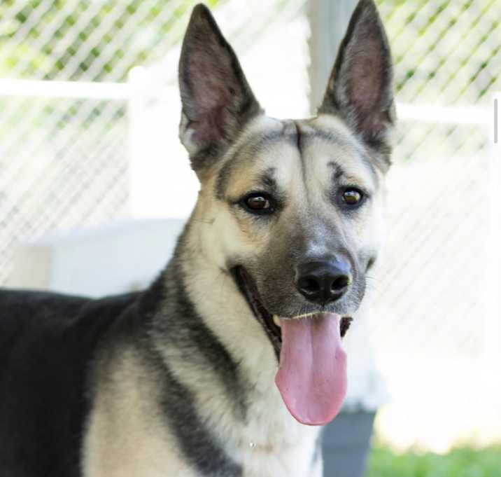 Photo of Shaka 