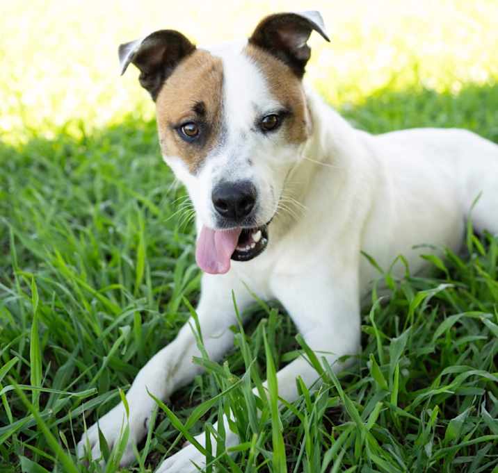 Photo of Gilligan