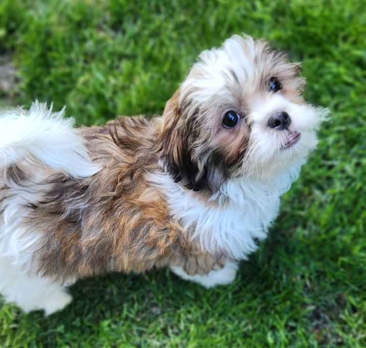 Photo of Chewy...our lil Chewbacca!