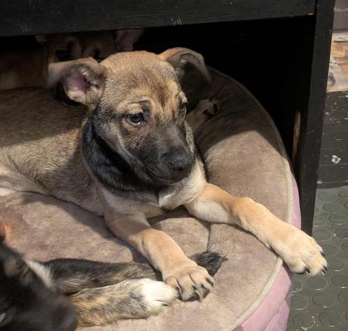 Photo of Luna