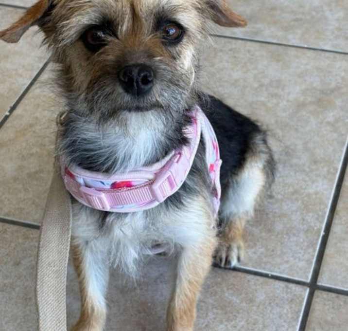 Photo of SPONSOR OR FOSTER ME - Roxanne