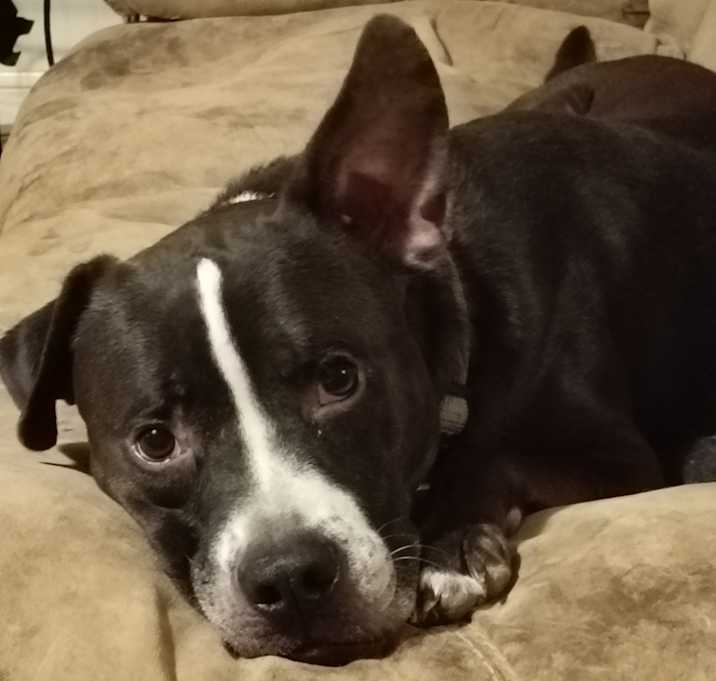 Photo of Archer
