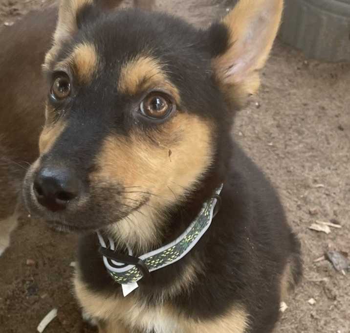 Photo of Annie