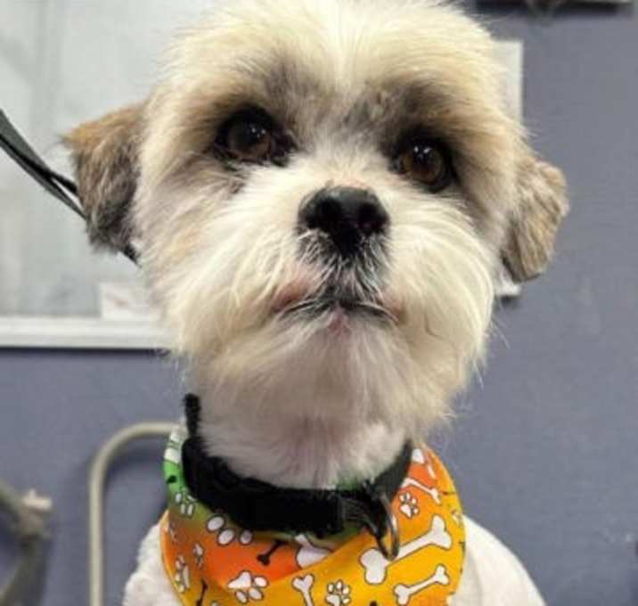 Photo of SPONSOR OR FOSTER ME - Jackson