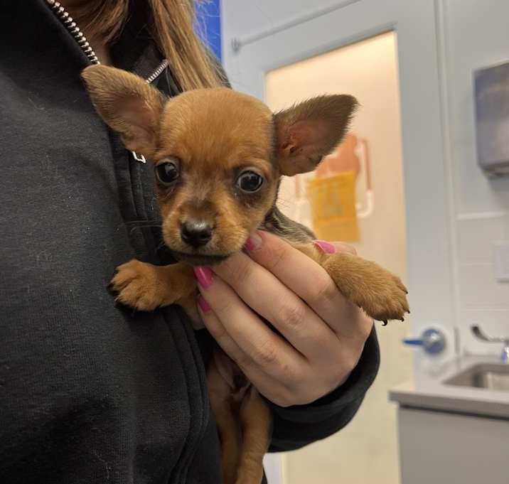 Photo of Munchkin