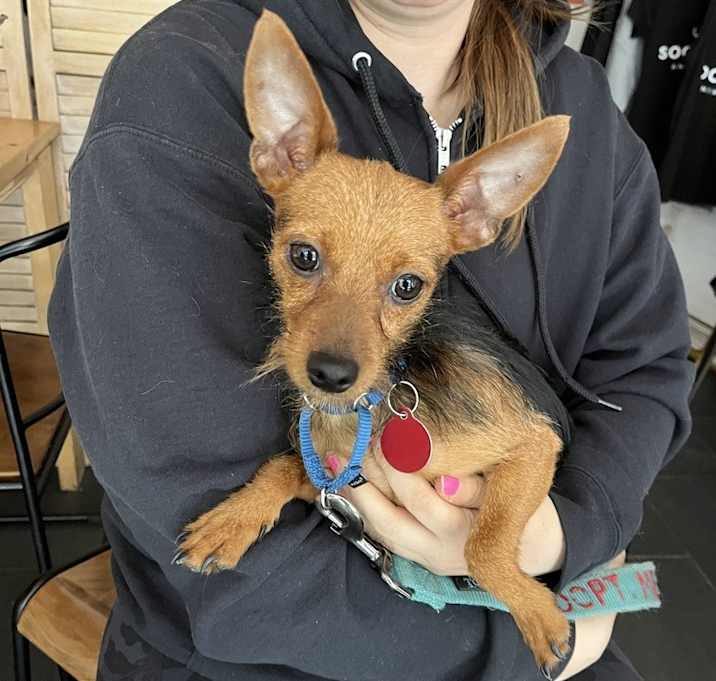 Photo of Biscuit