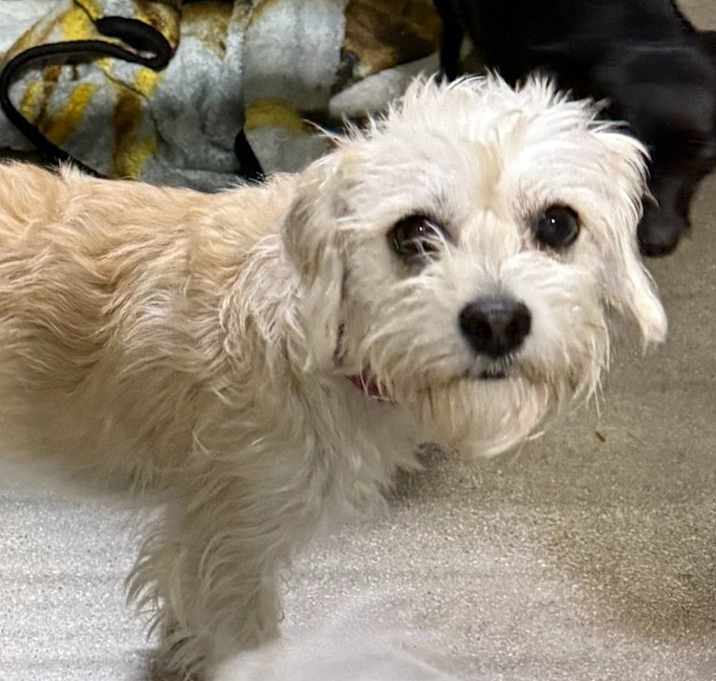 Photo of Lulu