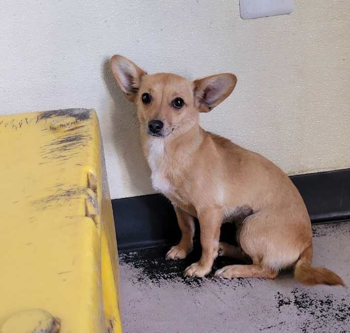 Photo of Pebbles