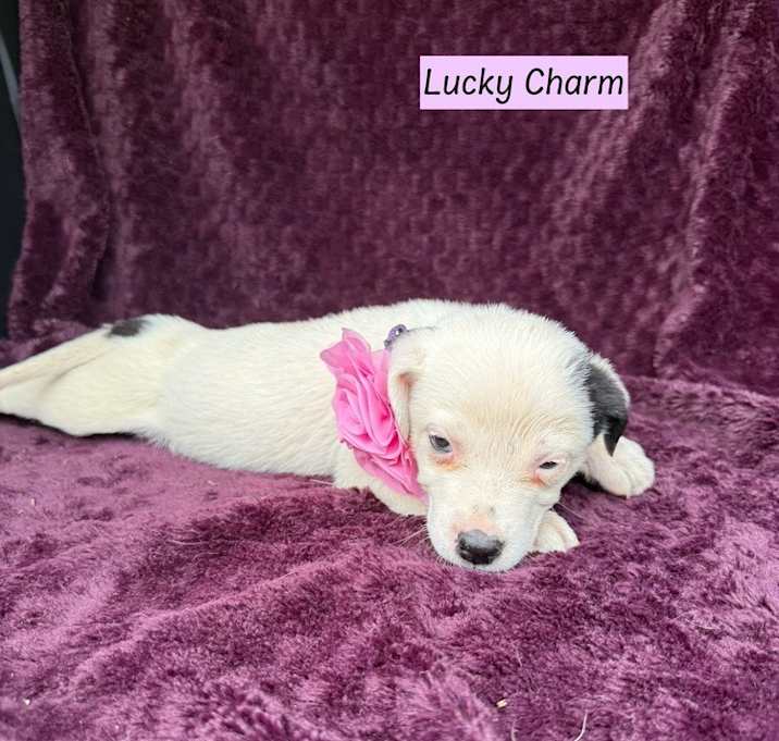 Photo of Lucky Charm (Cereal Litter)