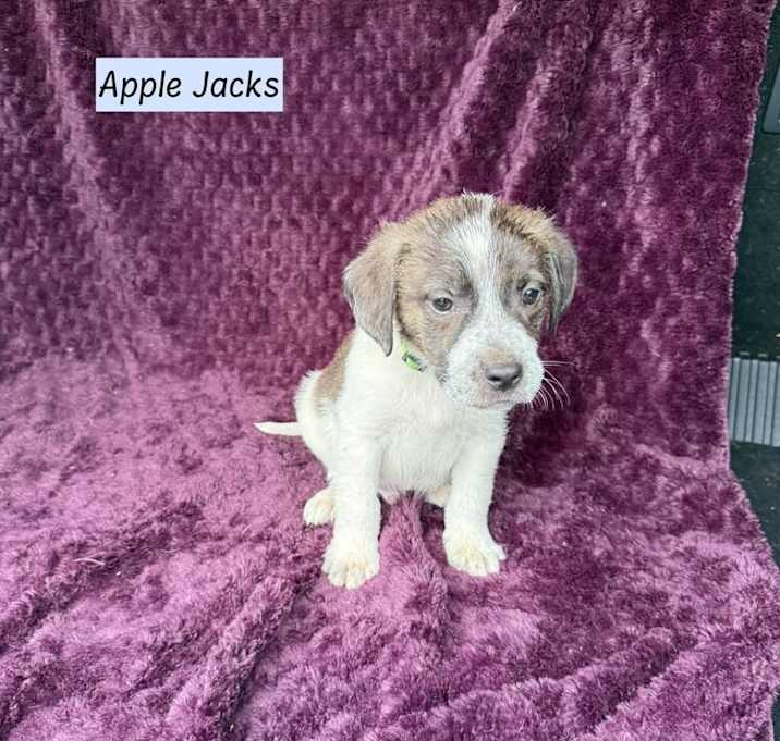 Photo of Apple Jacks (Cereal Litter)