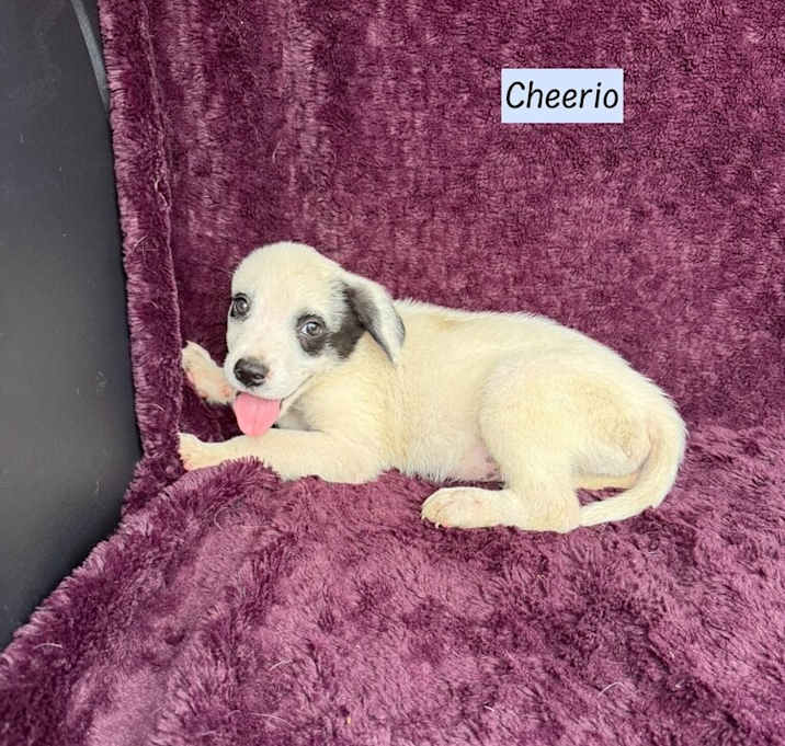 Photo of Cheerio (Cereal Litter)