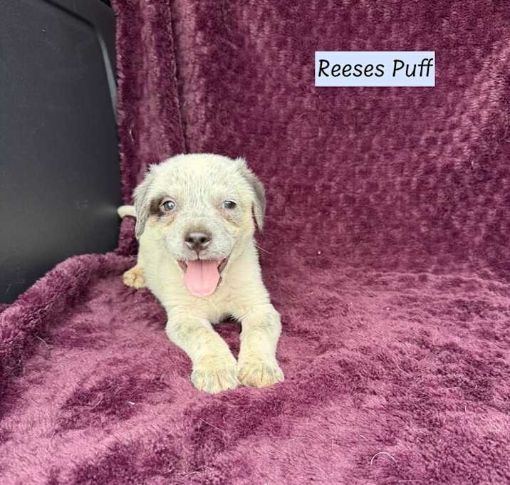 Photo of Reeses Puff (Cereal Litter)
