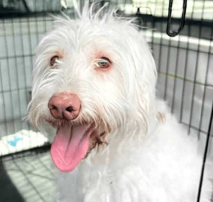 Photo of Luna