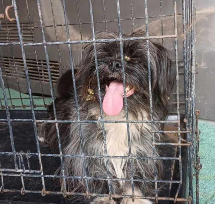 Photo of SPONSOR OR FOSTER ME - Mochi
