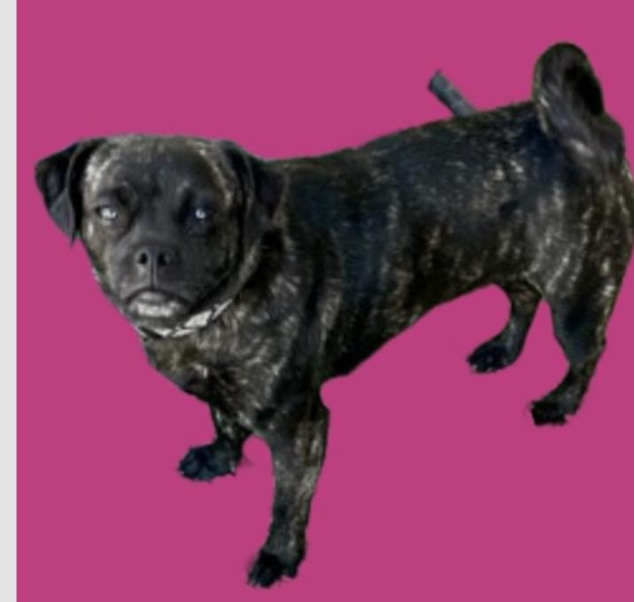 Photo of Daffy