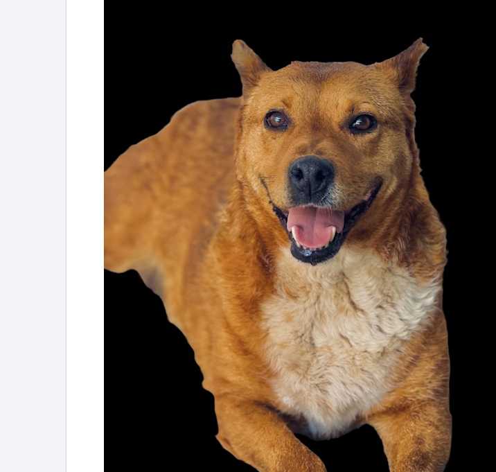 Photo of Penny