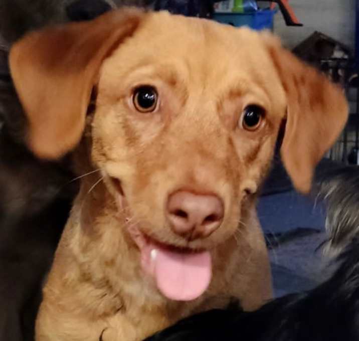 Photo of SPONSOR OR FOSTER ME - Nala