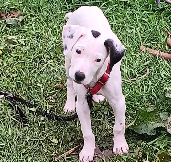 Photo of Scar