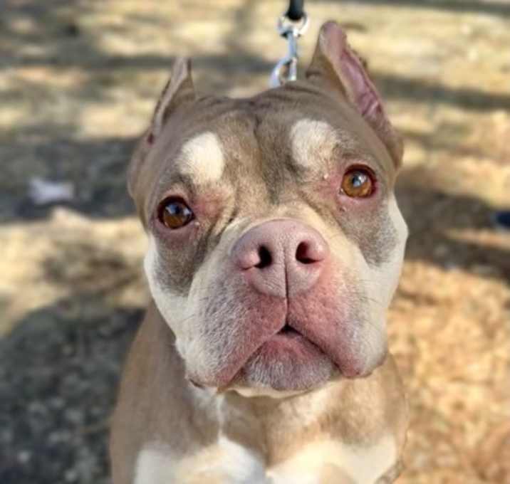 Photo of Clover *In Foster Care*