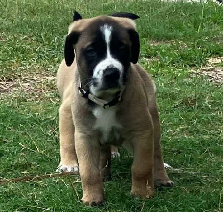 Photo of SADIE