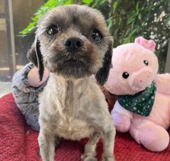 Photo of Millie