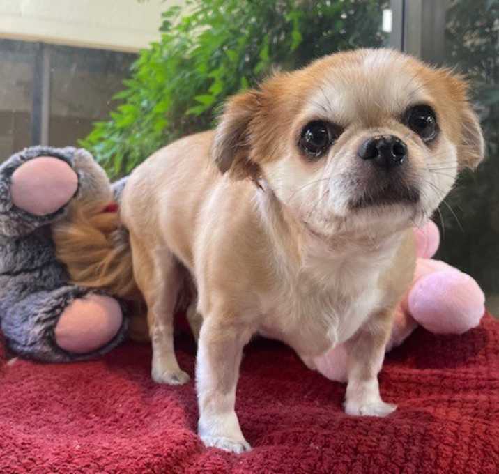 Photo of Skippy