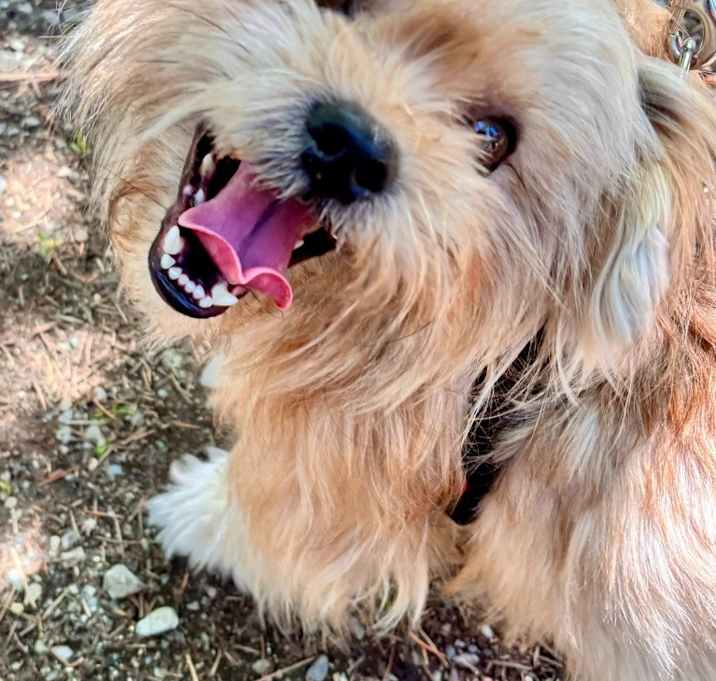 Photo of Teddy