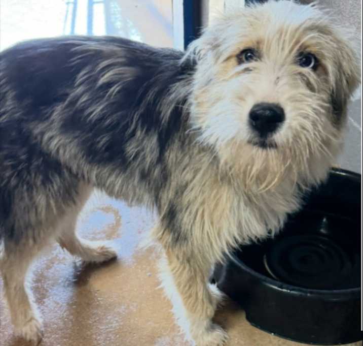 Photo of Mazie