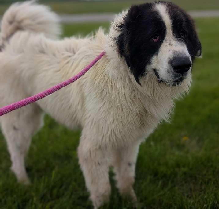 Photo of Oso