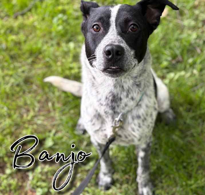 Photo of Banjo