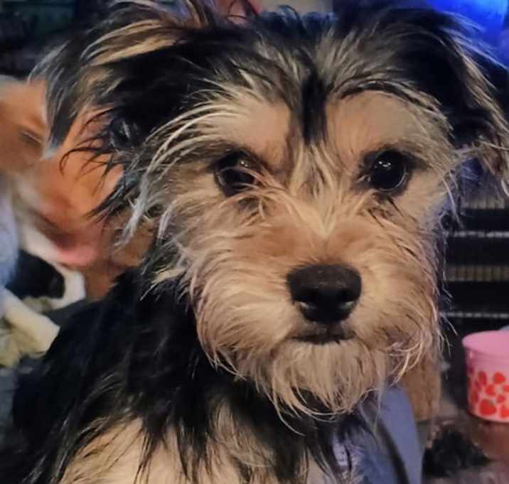 Photo of SPONSOR OR FOSTER ME - Milo