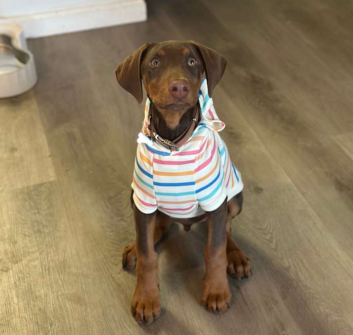 Photo of Apollo