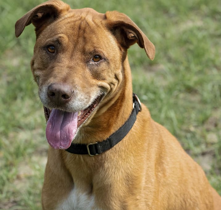 Photo of Simba