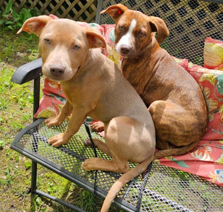 Photo of Quinn - In Foster