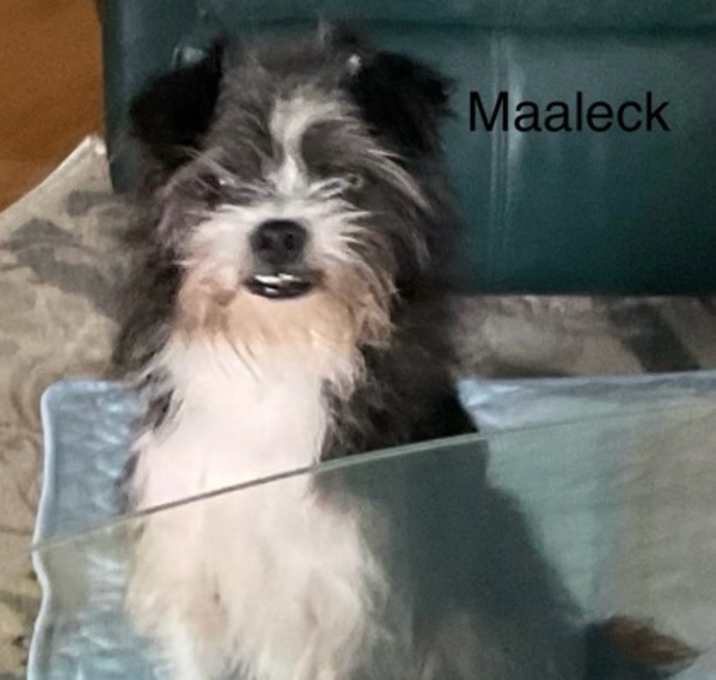 Photo of Maaleck #1