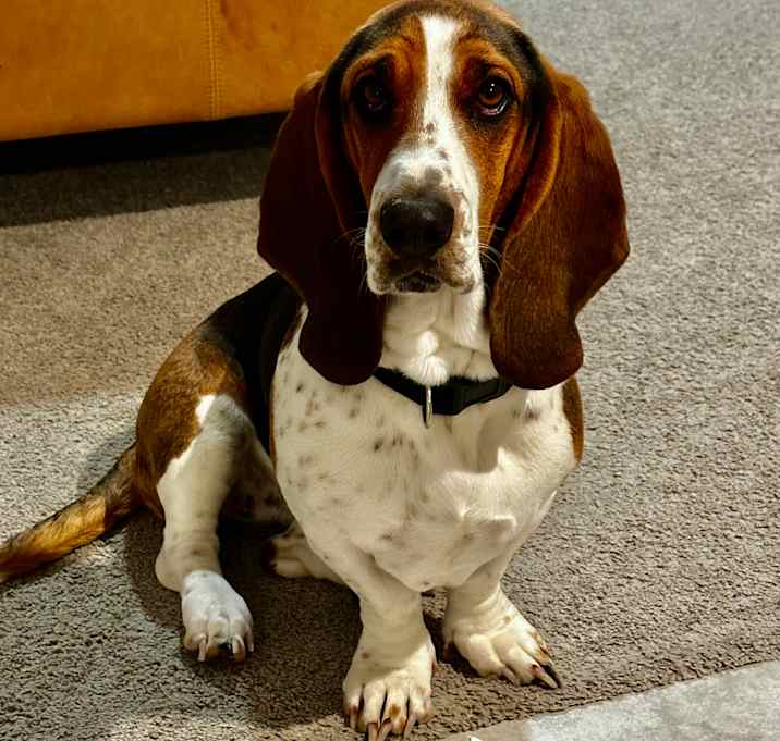 Photo of Pepper