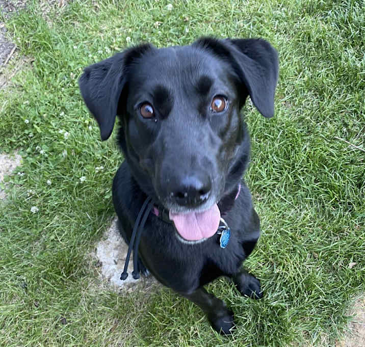 Photo of Tobi