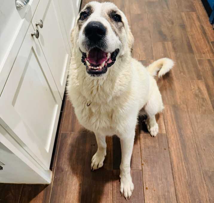 Photo of Bailey