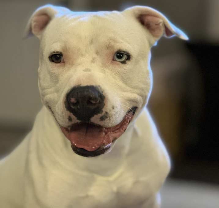 Photo of Chico