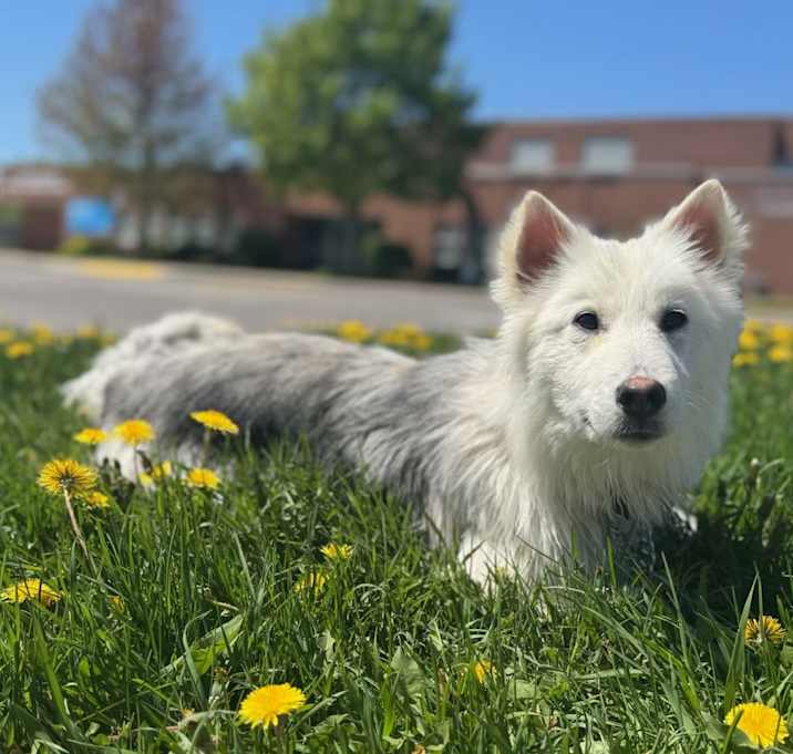 Photo of Gracie