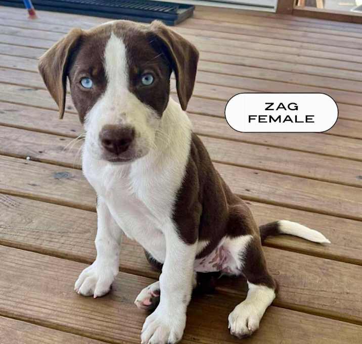 Photo of Zag, A Z Pup