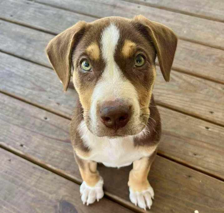 Photo of Zig, A Z Pup