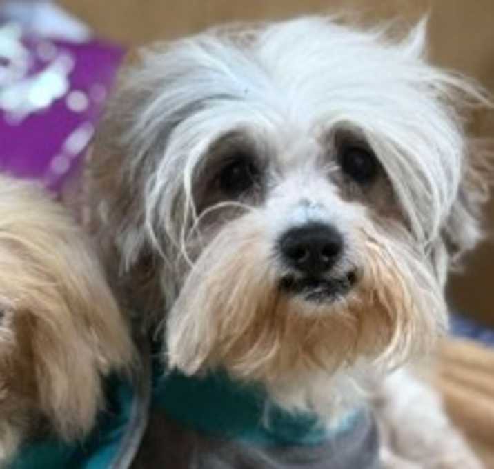Photo of Maxx (and Pearl)