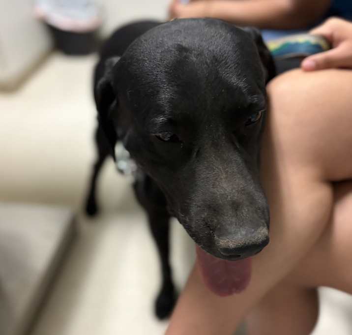 Photo of Oreo