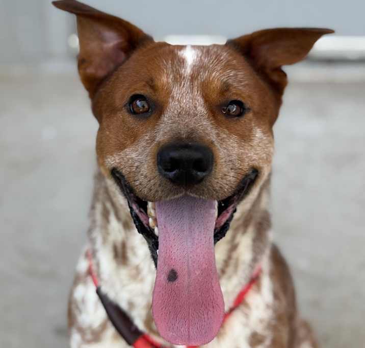 Photo of Red
