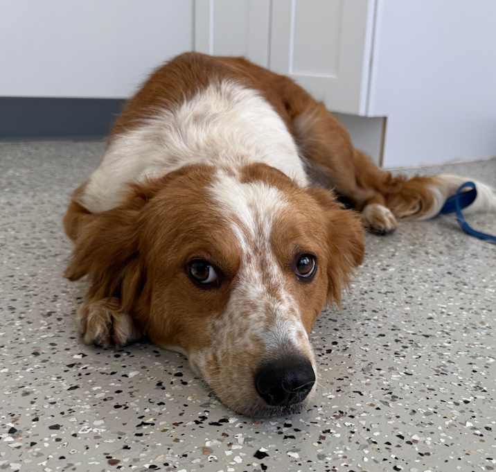 Photo of Daisy